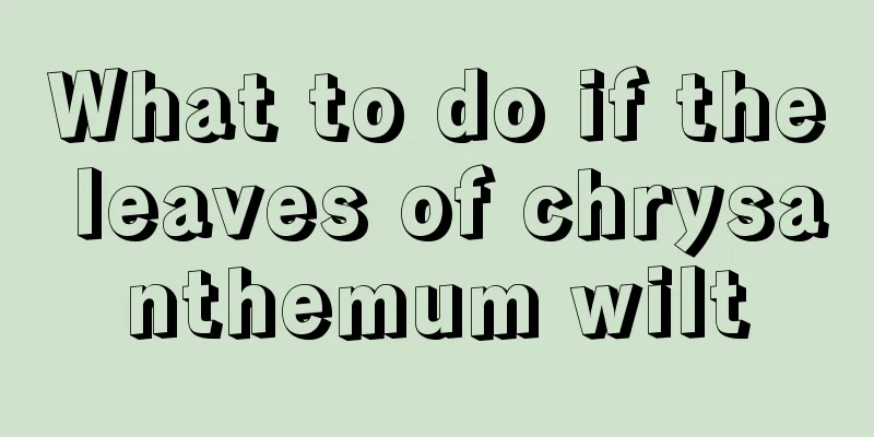 What to do if the leaves of chrysanthemum wilt