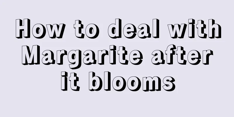 How to deal with Margarite after it blooms