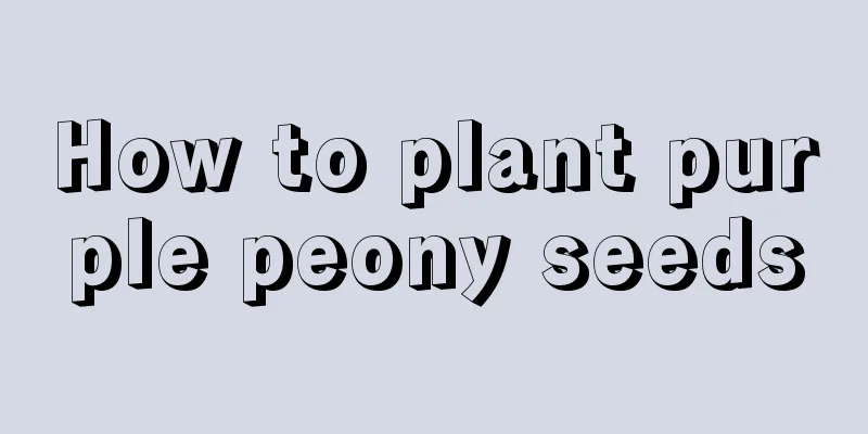 How to plant purple peony seeds