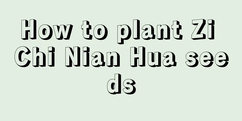 How to plant Zi Chi Nian Hua seeds