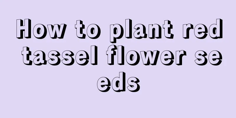 How to plant red tassel flower seeds