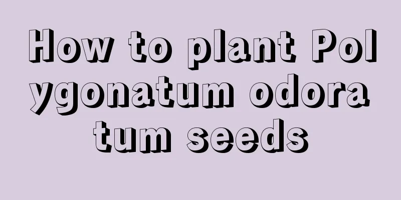 How to plant Polygonatum odoratum seeds