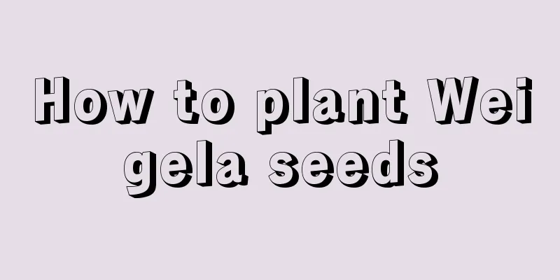 How to plant Weigela seeds