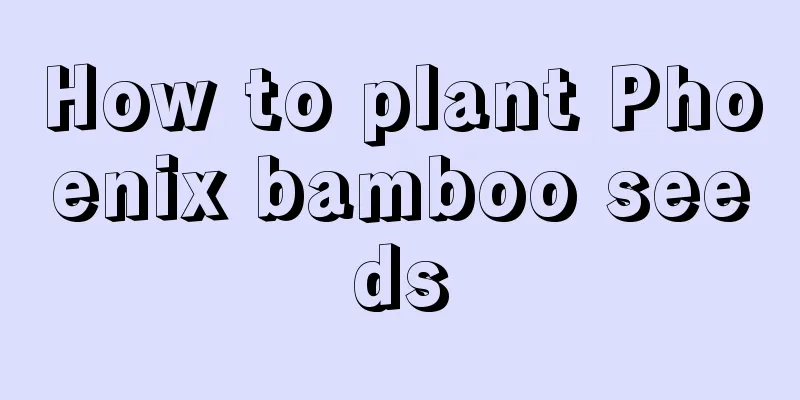 How to plant Phoenix bamboo seeds