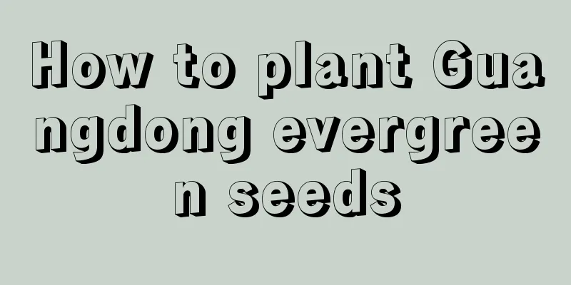 How to plant Guangdong evergreen seeds