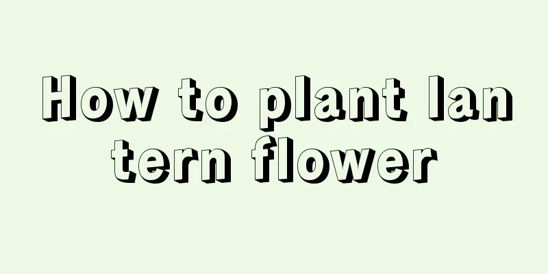 How to plant lantern flower