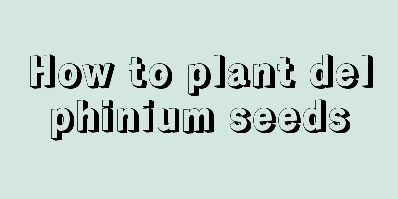 How to plant delphinium seeds