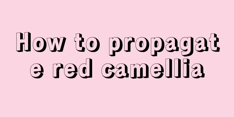 How to propagate red camellia