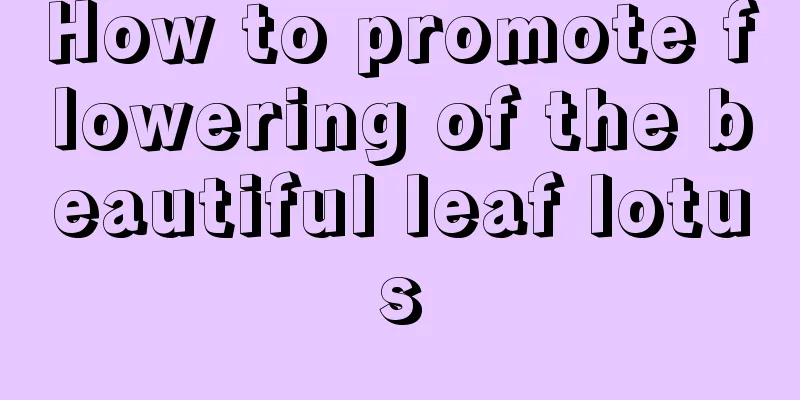 How to promote flowering of the beautiful leaf lotus