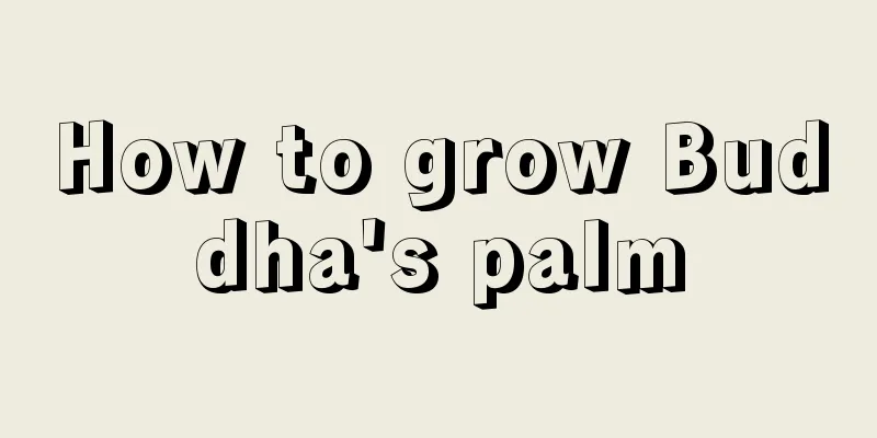 How to grow Buddha's palm