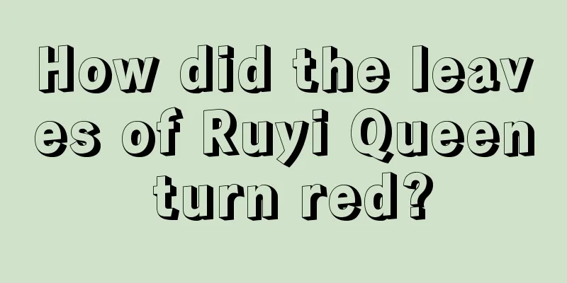 How did the leaves of Ruyi Queen turn red?