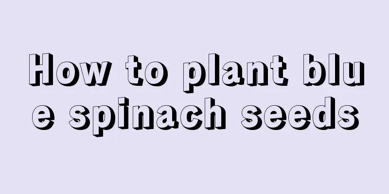 How to plant blue spinach seeds