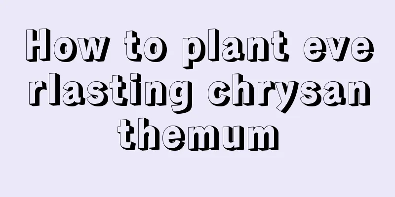 How to plant everlasting chrysanthemum