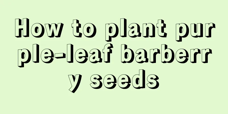 How to plant purple-leaf barberry seeds