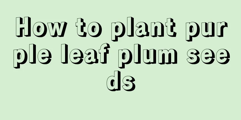 How to plant purple leaf plum seeds