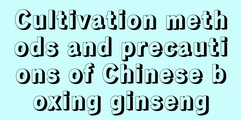 Cultivation methods and precautions of Chinese boxing ginseng