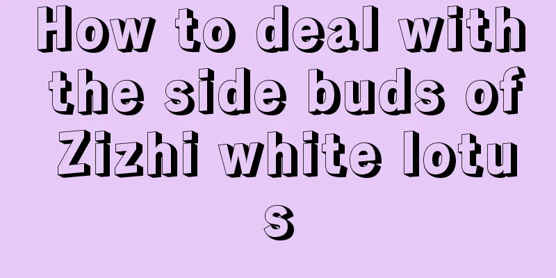 How to deal with the side buds of Zizhi white lotus