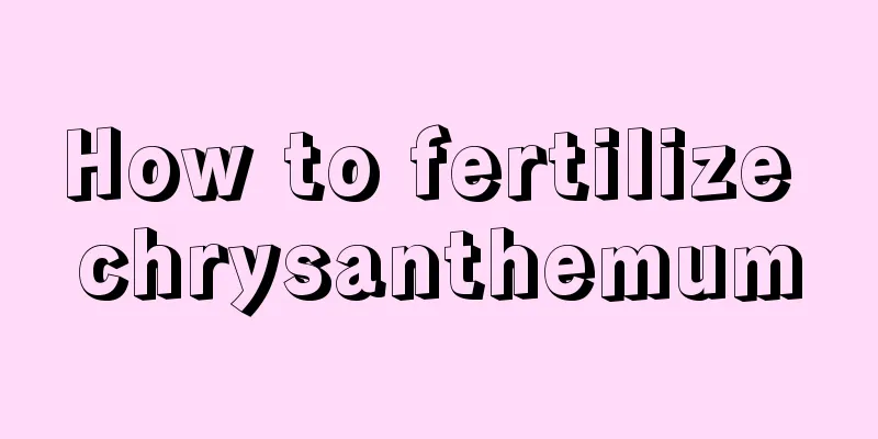 How to fertilize chrysanthemum