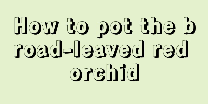 How to pot the broad-leaved red orchid