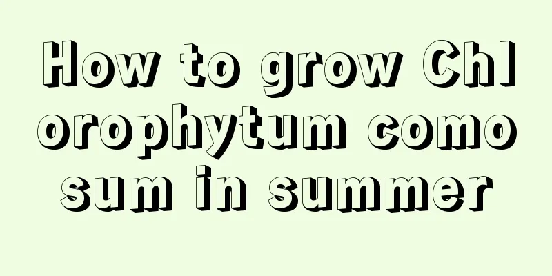 How to grow Chlorophytum comosum in summer