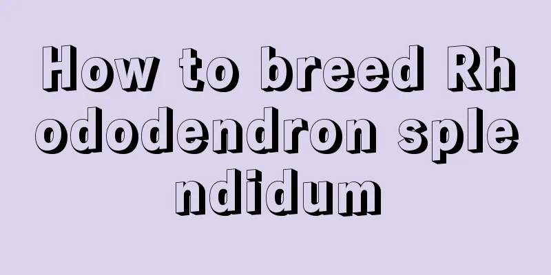 How to breed Rhododendron splendidum