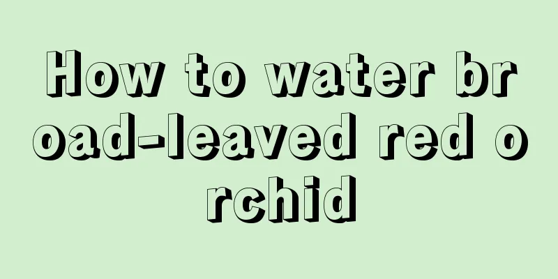 How to water broad-leaved red orchid