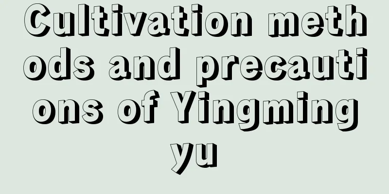 Cultivation methods and precautions of Yingmingyu