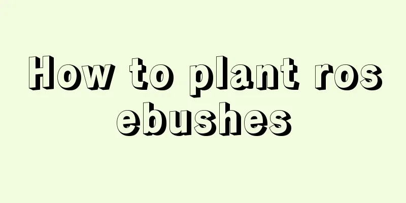 How to plant rosebushes