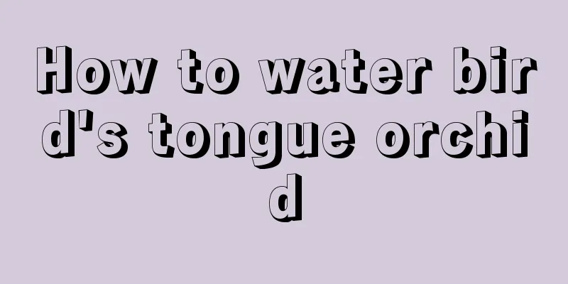 How to water bird's tongue orchid