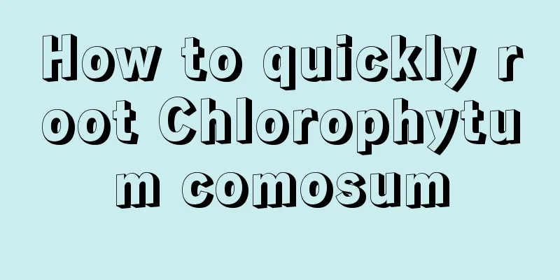 How to quickly root Chlorophytum comosum