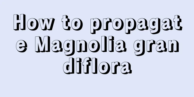 How to propagate Magnolia grandiflora