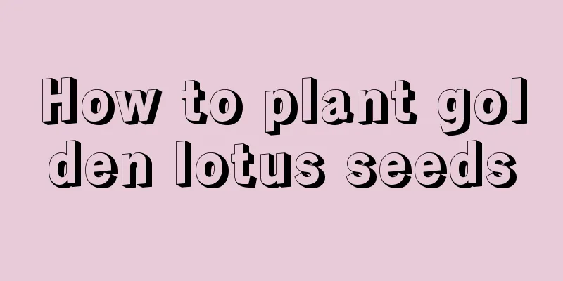 How to plant golden lotus seeds