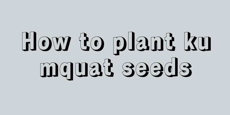 How to plant kumquat seeds