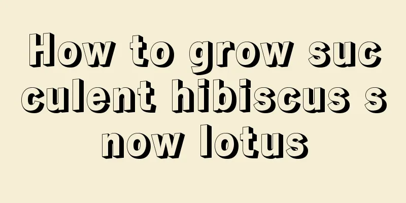 How to grow succulent hibiscus snow lotus