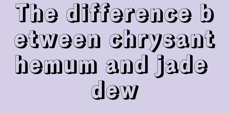 The difference between chrysanthemum and jade dew