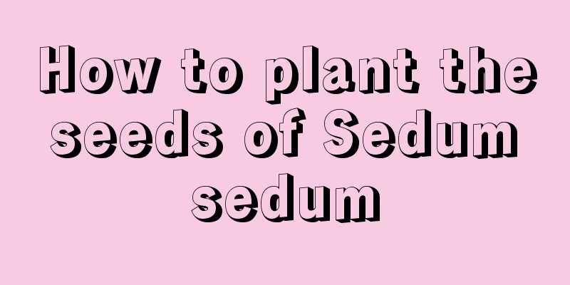 How to plant the seeds of Sedum sedum