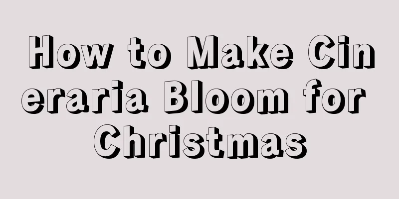 How to Make Cineraria Bloom for Christmas