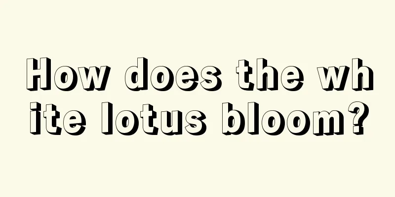 How does the white lotus bloom?