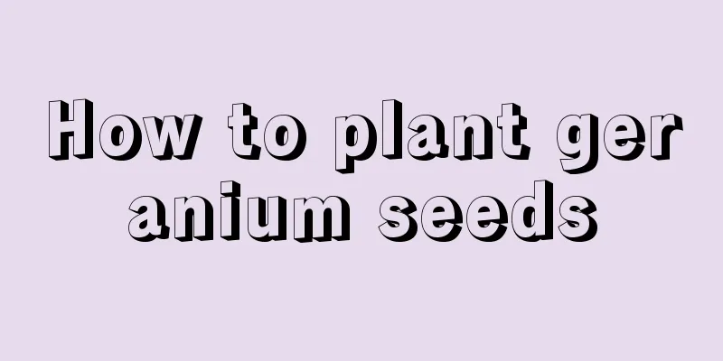 How to plant geranium seeds