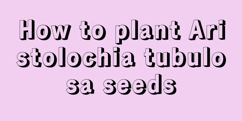 How to plant Aristolochia tubulosa seeds