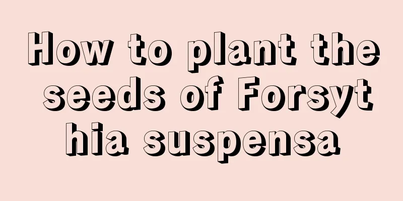 How to plant the seeds of Forsythia suspensa