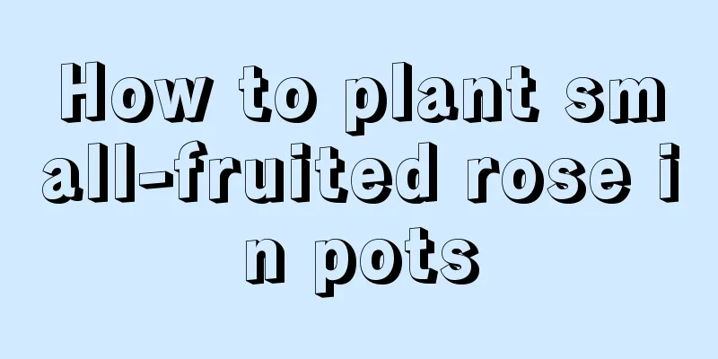 How to plant small-fruited rose in pots