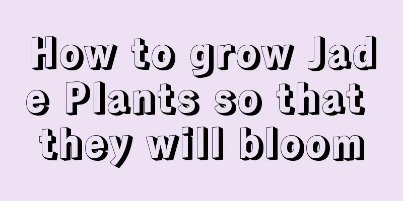 How to grow Jade Plants so that they will bloom