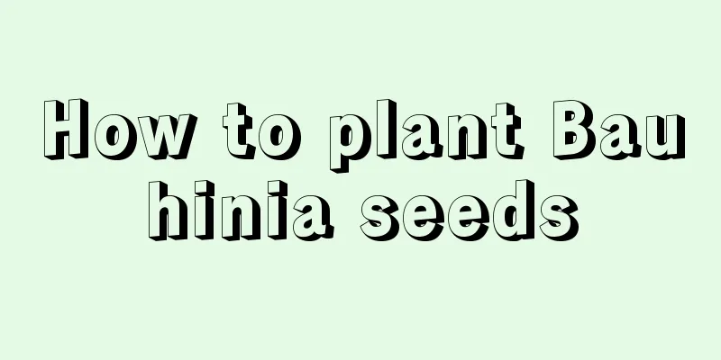 How to plant Bauhinia seeds