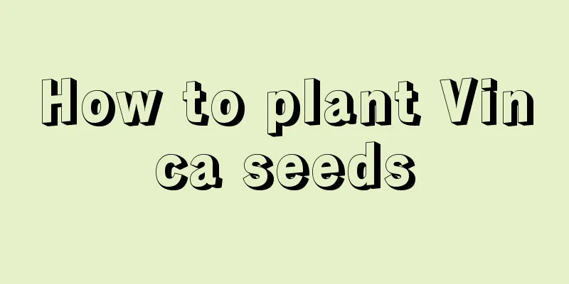 How to plant Vinca seeds