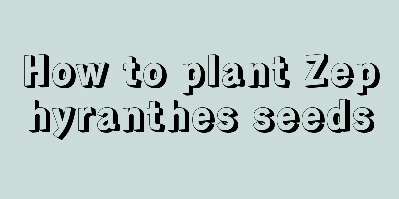 How to plant Zephyranthes seeds