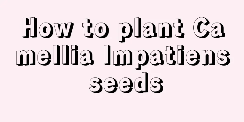 How to plant Camellia Impatiens seeds