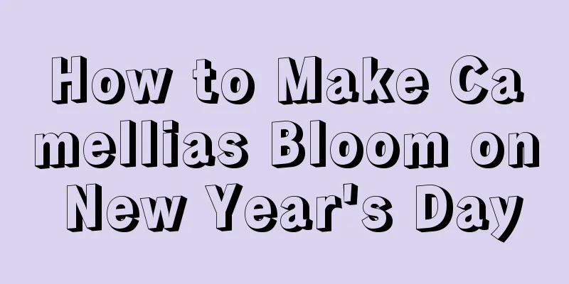 How to Make Camellias Bloom on New Year's Day