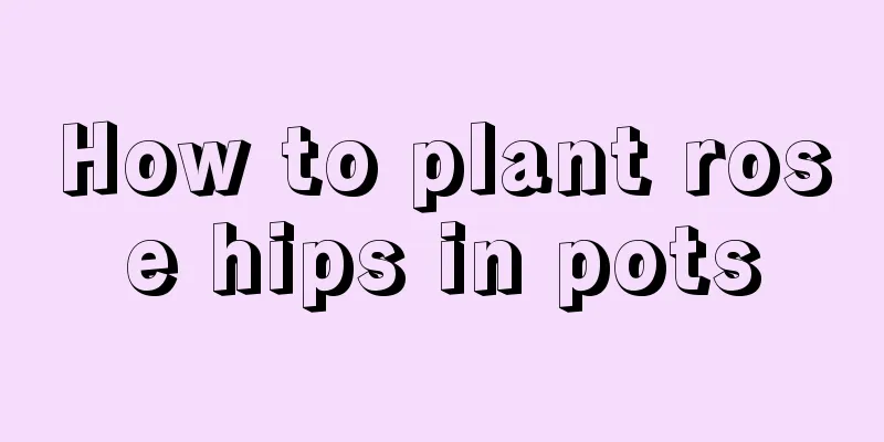 How to plant rose hips in pots