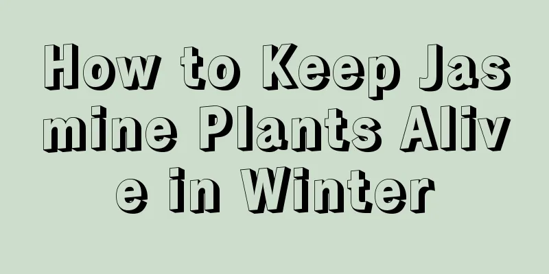 How to Keep Jasmine Plants Alive in Winter